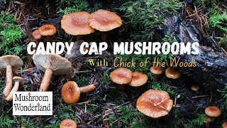 Candy Cap Mushrooms, Catch And Cook With Chick Of The Woods