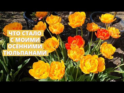 Как выглядят тюльпаны весной, которые я быстро сажала осенью