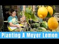 Can I Keep It Alive? 🍋 || Planting and Hand Pollinating A Meyer Lemon Tree