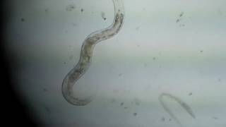 100x Adult Hermaphrodite Moving