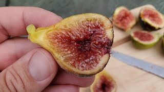 Genovese Nero Fig - Wow