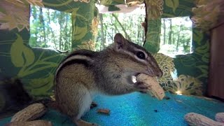 Lunch House (chipmunk & Grey Squirrel)