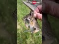 Baby bunny screaming after being rescue from hungry dogs  heartsome 