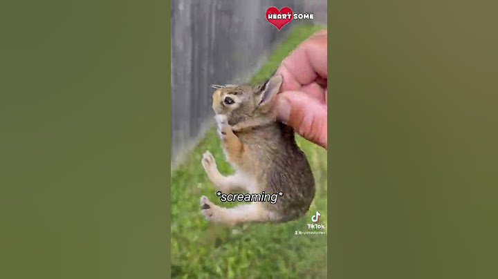 Baby Bunny Screaming After Being Rescue from Hungry Dogs || Heartsome 💖
