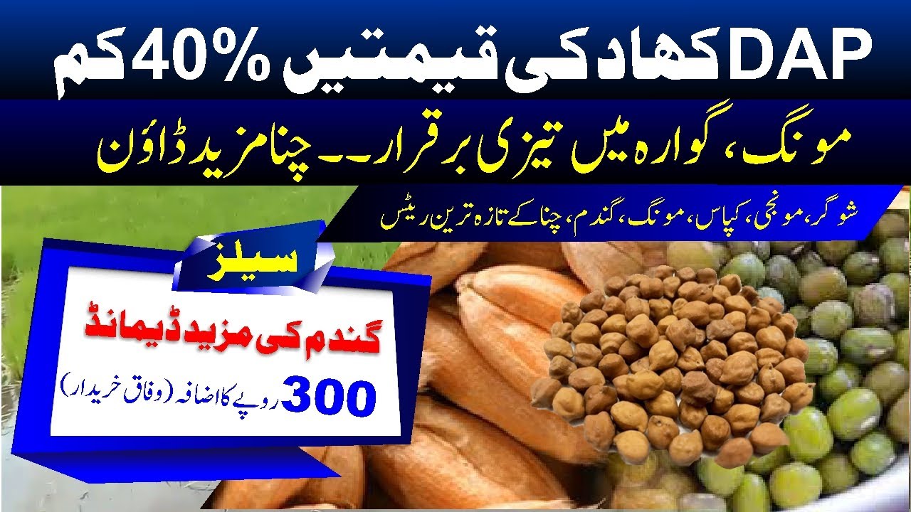Today market wheat wholesale rate | chana rate | moong national & international booking rate | Munji