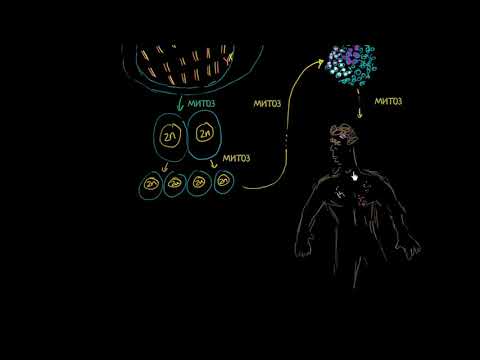 Образование соматических и первичных половых клеток из зиготы (видео 2)| Деление Клетки | Биология