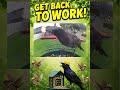 🖤 Get Back To Work!