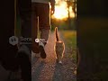 Los gatos siempre están atentos de los demás #cat #gatitos #tierno