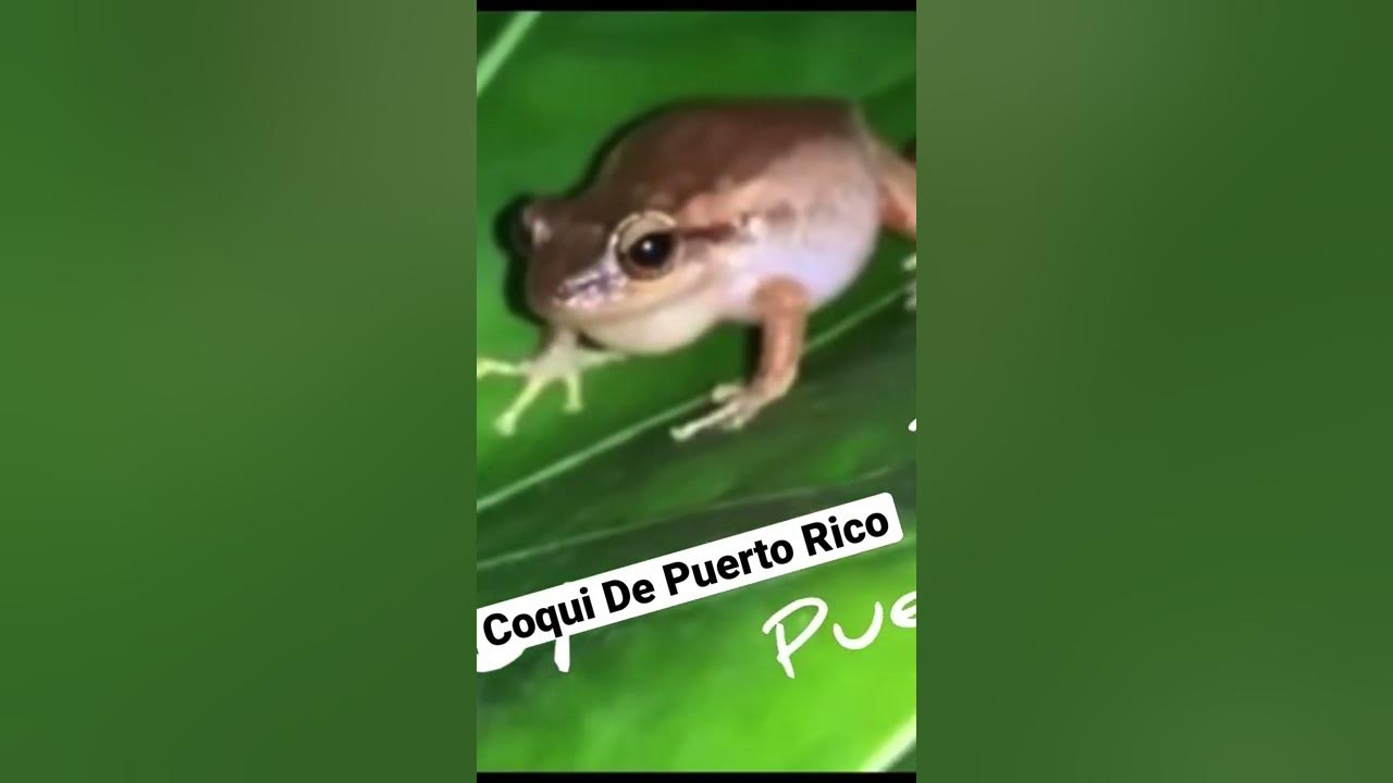 Coqui de Puerto Rico