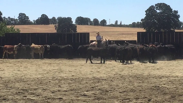 Donna Padula riding Sugars July 26 2015 SCCHA