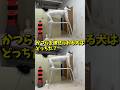 『かつらを被せられる犬はとっちだ?』#犬 #チャレンジ