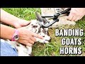 BANDING GOAT HORNS & COW HORNS