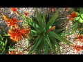 Aloe Aloe Royal Botanic Gardens Sydney