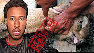 I Slaughtered A Goat The Halal way