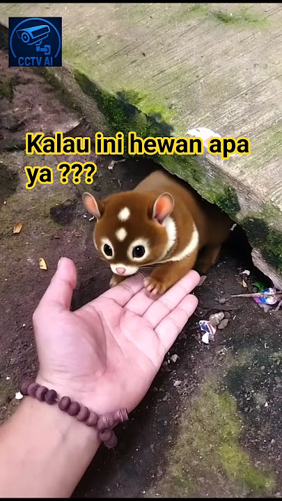 kasih nama hewan ini gaes 😅 karena belum punya nama. #viral #animals #funny #lucu #hewanlucu