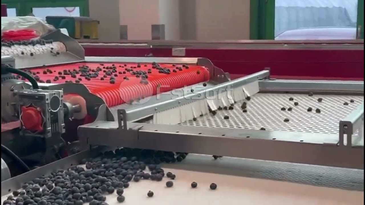 FstSort Blueberry Grading Machine; Blueberry Sorting Machine; 