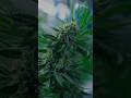 Click above for Entire Music Video #420music #420