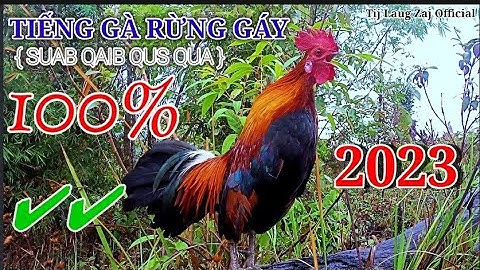 Tiếng gà rừng gáy chuẩn 100% ✔✔ năm 2023 || Suab qaib qus qua zoo tiag tiag dib tuaj 💯% xyoo 2023❤✔✔