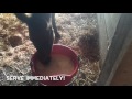 Bucket Feeding Foals-Milk Recipe