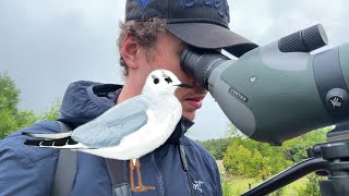 Birding For a RARE GULL - A Day In Eight