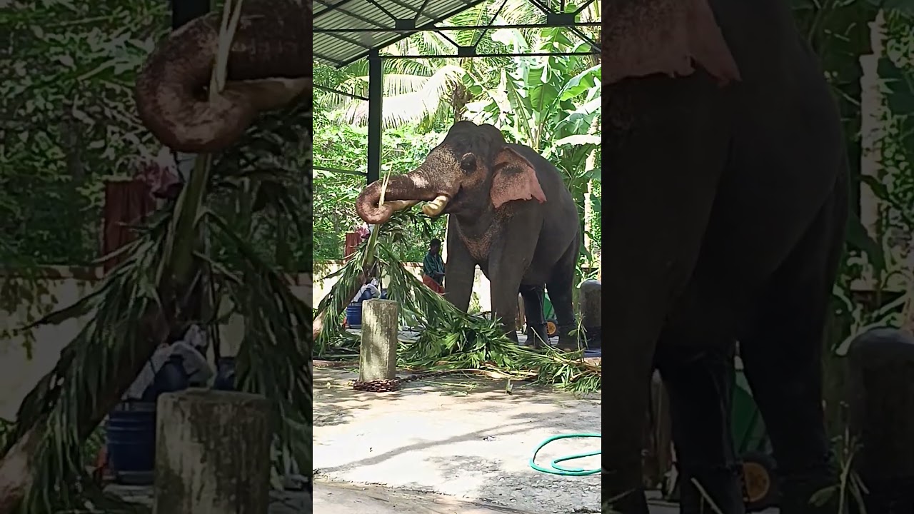 തുമ്പികൈ കൊണ്ട് പട്ട ഒടിക്കുന്നത് കണ്ടോ 😱😱😱#shortsfeed #shorts #viral