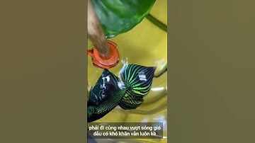kênh tổng hợp cá cảnh cá lia thia hoang dã đẹp