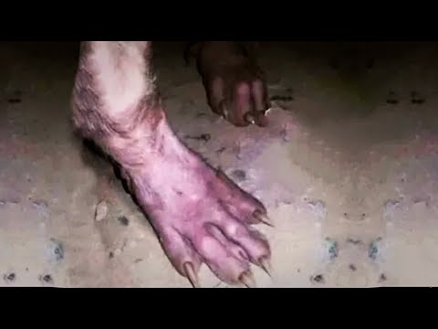 30 НЕИЗВЕСТНЫХ СУЩЕСТВ