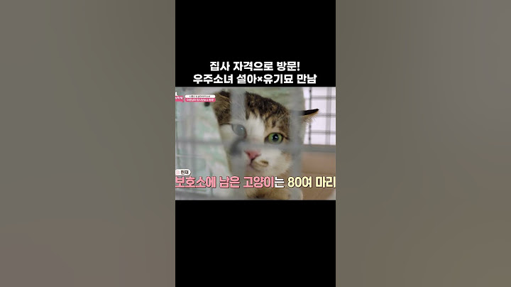 설아 만난 각양각색 유기묘 친구들 #shorts
