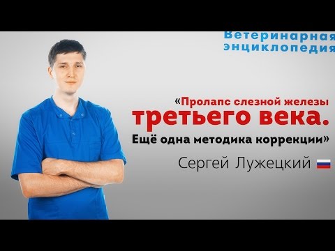 Видео: Почему третье веко моей собаки показывает?