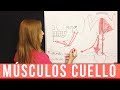 ANATOMIA MÚSCULOS DEL CUELLO + MNEMOTECNIA (Parte 1)  | Mentes Médicas