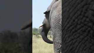 Irritated elephant in Kruger National Park