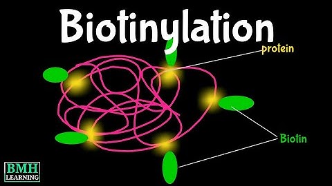 Biotinylation | Biotinylated DNA | Biotin Labelling |