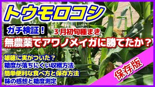 【保存版】アワノメイガ対策結果発表と調理＆保存方法などお役立ち情報満載！／糖度が落ちにくい収穫方法／簡単な食べ方と冷凍保存／味の感想と糖度測定／雄穂に実？／電子レンジで茹で方・蒸し方／トウモロコシ害虫