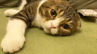 仲良し親子猫におっさんが話しかけてみた結果…
