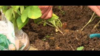 La Patate, pomme de terre cultivée dans le jardin, méthode de culture explications de  Jean