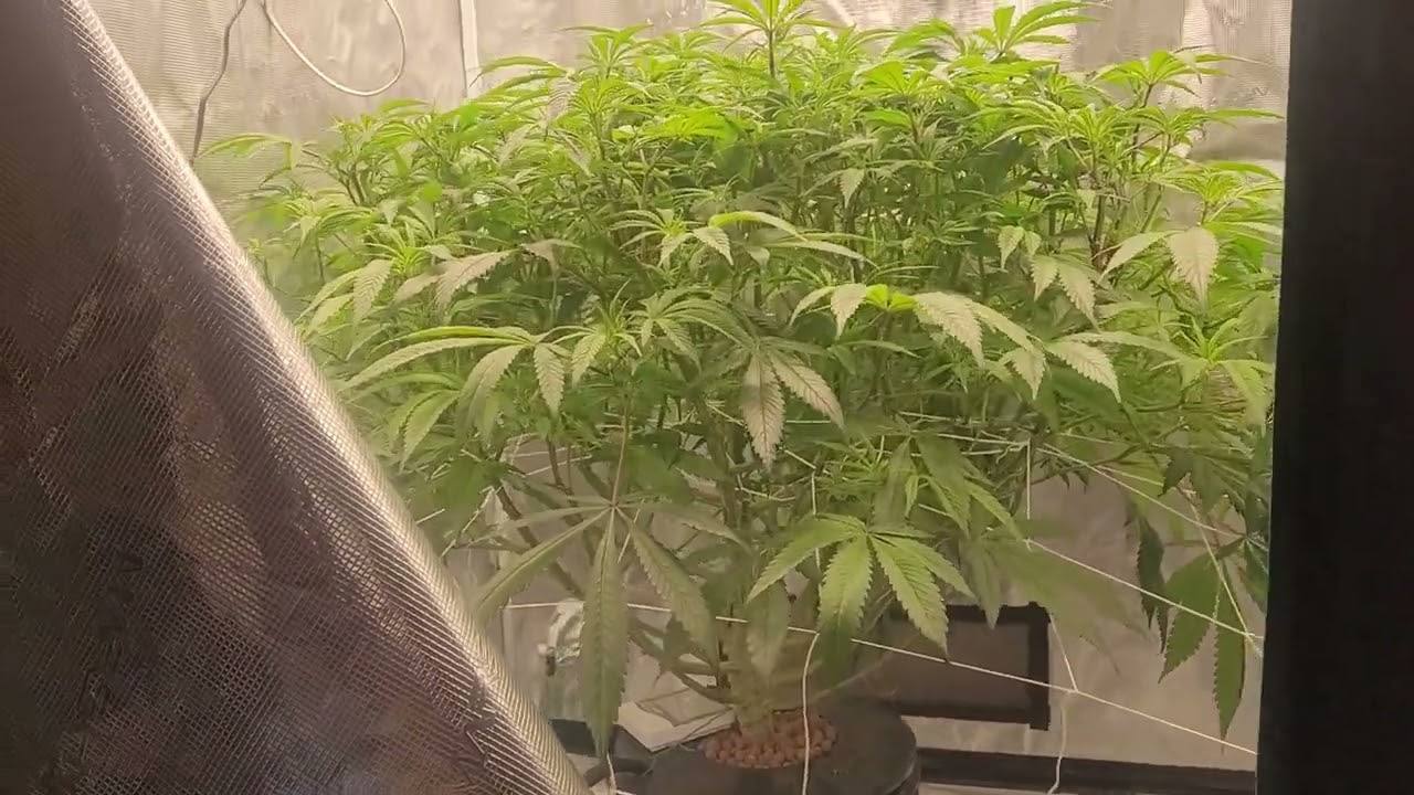 week 1 flower Gelato coastal marry seeds 🧙‍♂️🔥💨💚