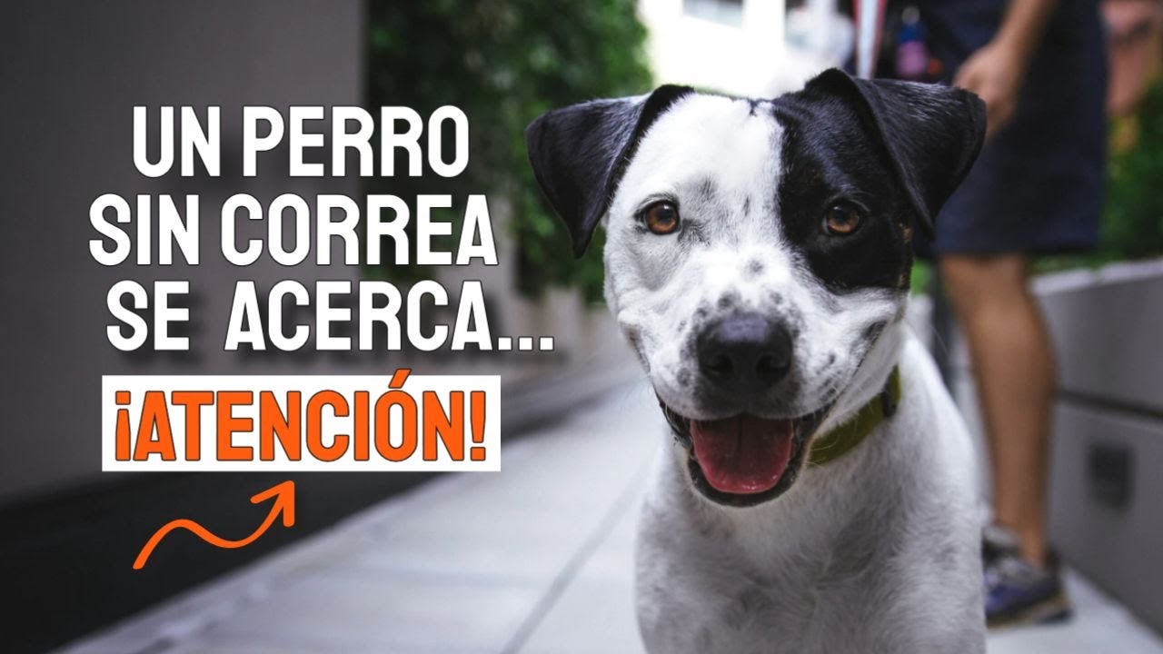 QUÉ debes HACER si SE te ACERCA un PERRO sin CORREA🐕