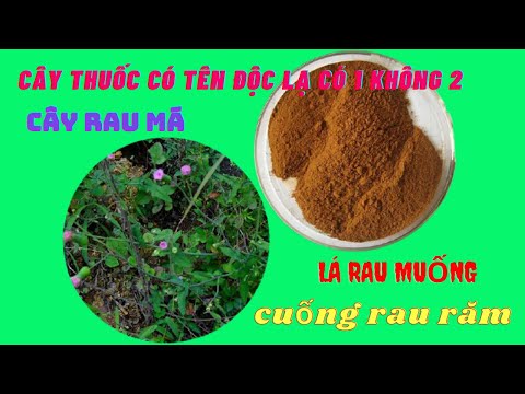 Cây thuốc nam có tên độc lạ Việt Nam l cây rau má lá rau muống cuống rau răm