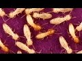 Termites In Woodchips & Hugelkultur?
