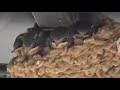 Swallows ready to take first flight