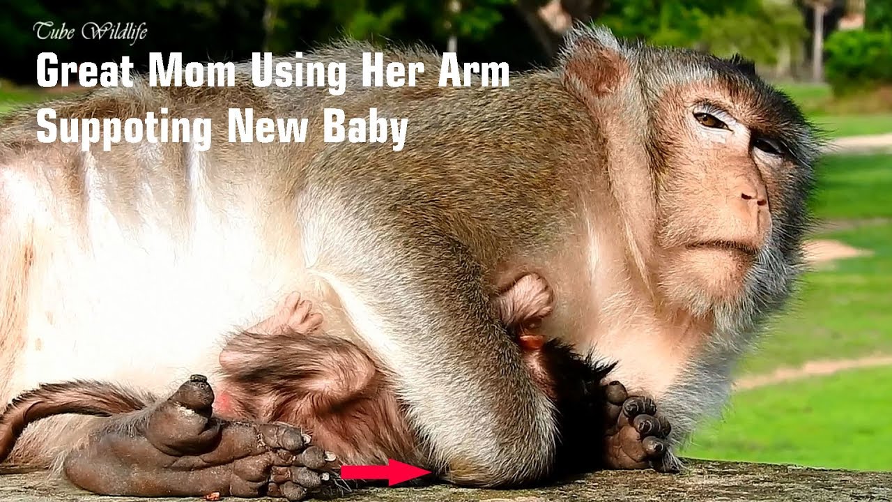 petco hours LIZZY IS A GREAT MOM TO CAKE CARE HER NEW BABY LIZZA/ LIZZA IS SO BEAUTIFUL & GORGEOUS BABY GIRL.