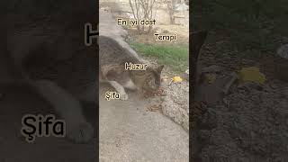 Dünyanin En İyi̇ Dostlaridir Hayvanlarne Soru Sorar Ne Kusur Arar Ne Kabahat Bulurlarşfet