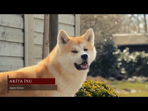 Akita Inu Japon Akitasi Hakkinda Bilgiler Youtube