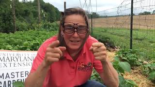 Colorado Potato Beetle: munching your garden away