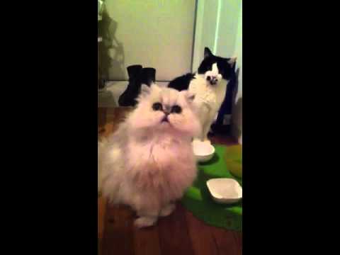 なかなか鳴けないサイレントボイス猫