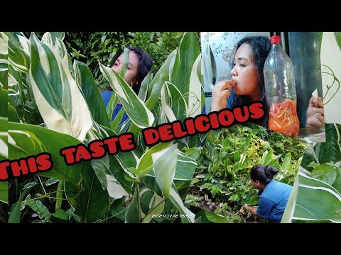 What Is Uraro Plant