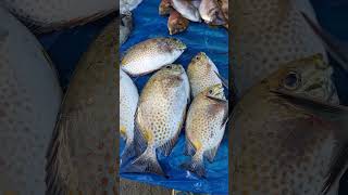 Ocean's Bounty in a Street Market