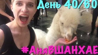 #АняВШАНХАЕ! | ЛАМА!  |  День 40 из 60 | Аня Гресь VLOG | Anya Gres