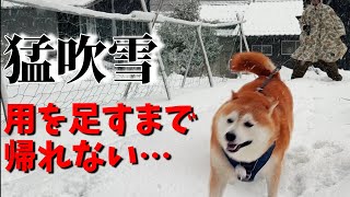 【キツ過ぎる…】外でしか用を足せない柴犬、猛吹雪の中 耐久散歩