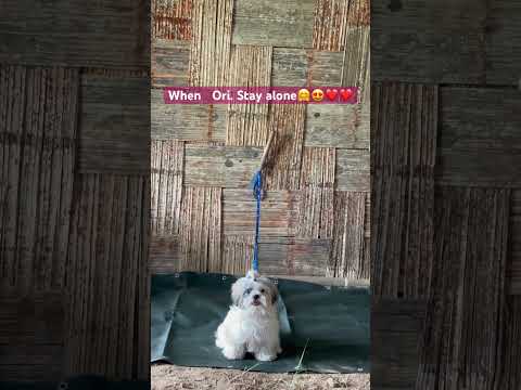 #shitzu  #shitzupuppie  #shitzu_lover  when she alone at home 😍❤️❤️